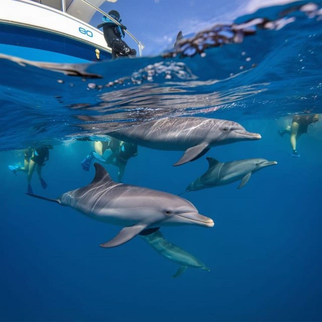 Dolphin Spotting
