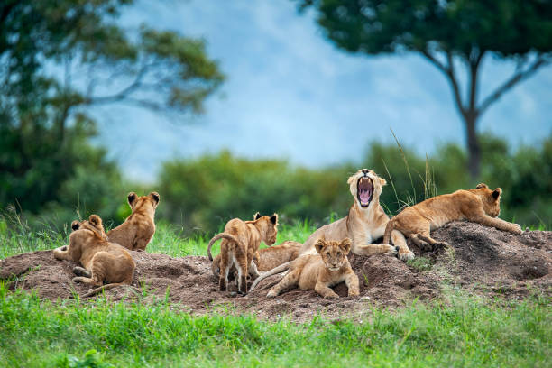 Ruaha National Park —  Predator Country