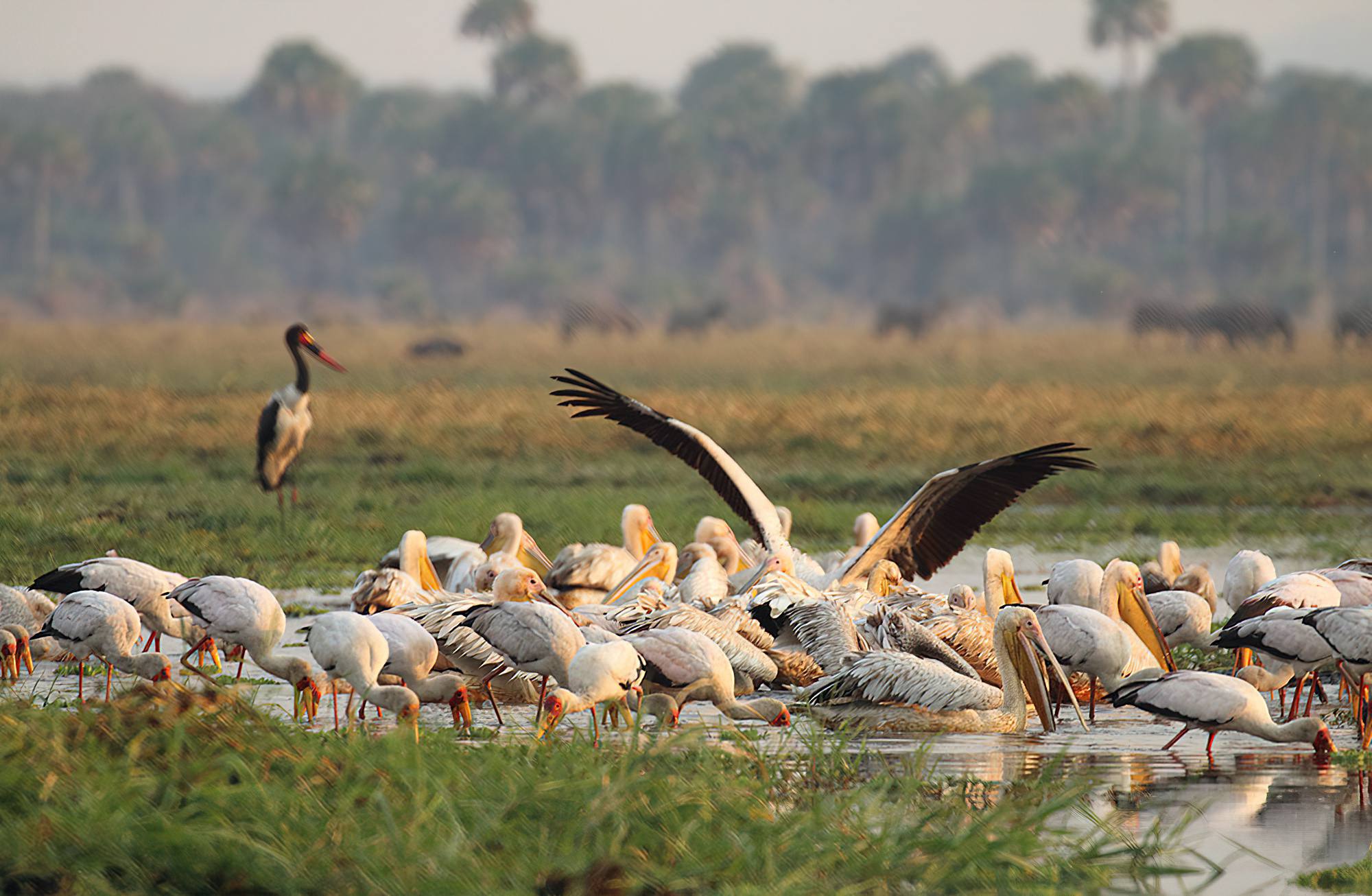 Katavi National Park — Remote Hippo Pools & Buffalo Spectacles