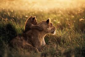 Mikumi National Park — Swahili Coast’s Gateway