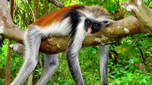 Jozani Forest Safari – Home of the Red Colobus Monkeys