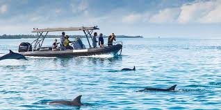 Dolphin Spotting