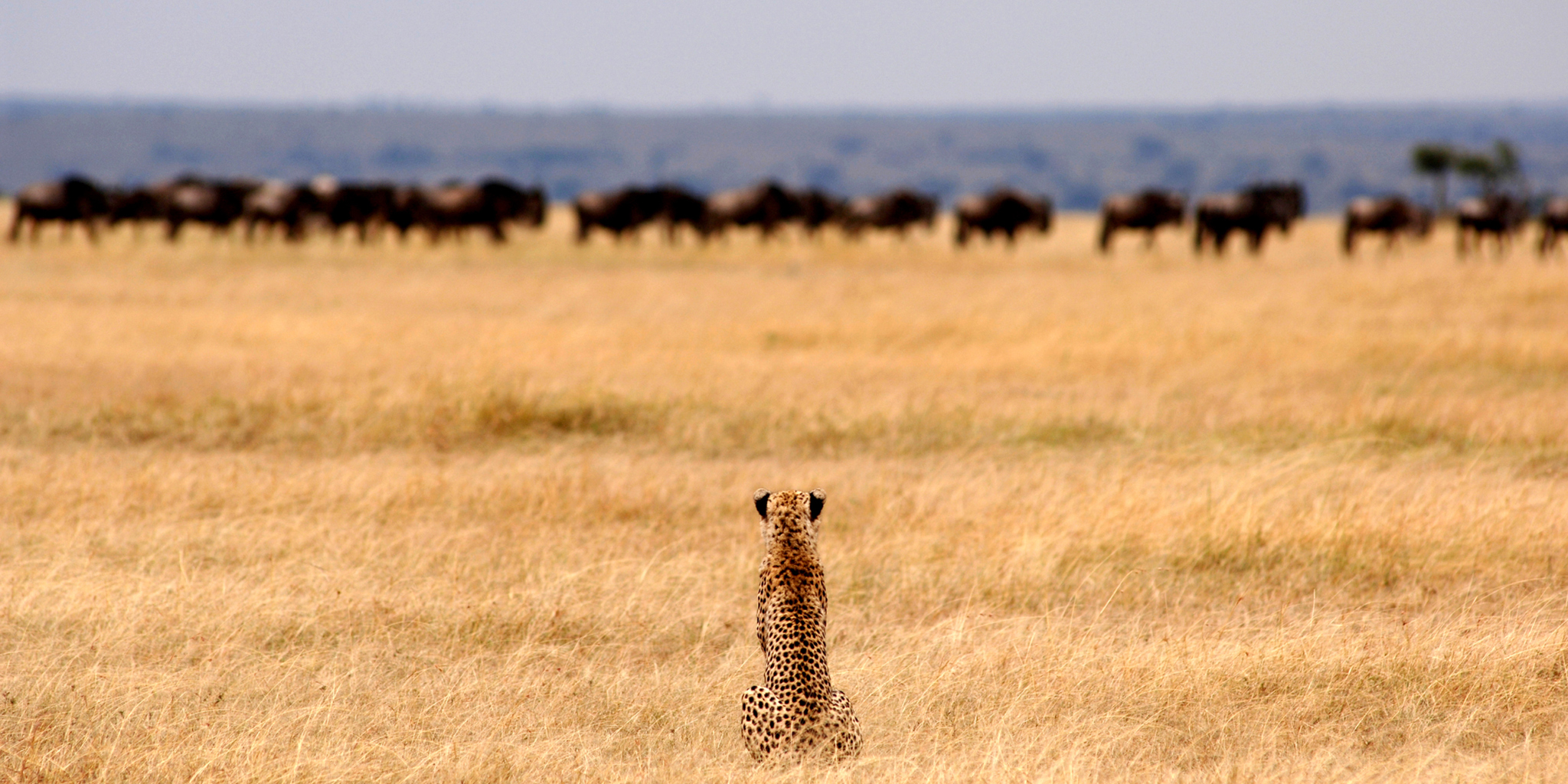 Serengeti National Park — The Savanna Plains