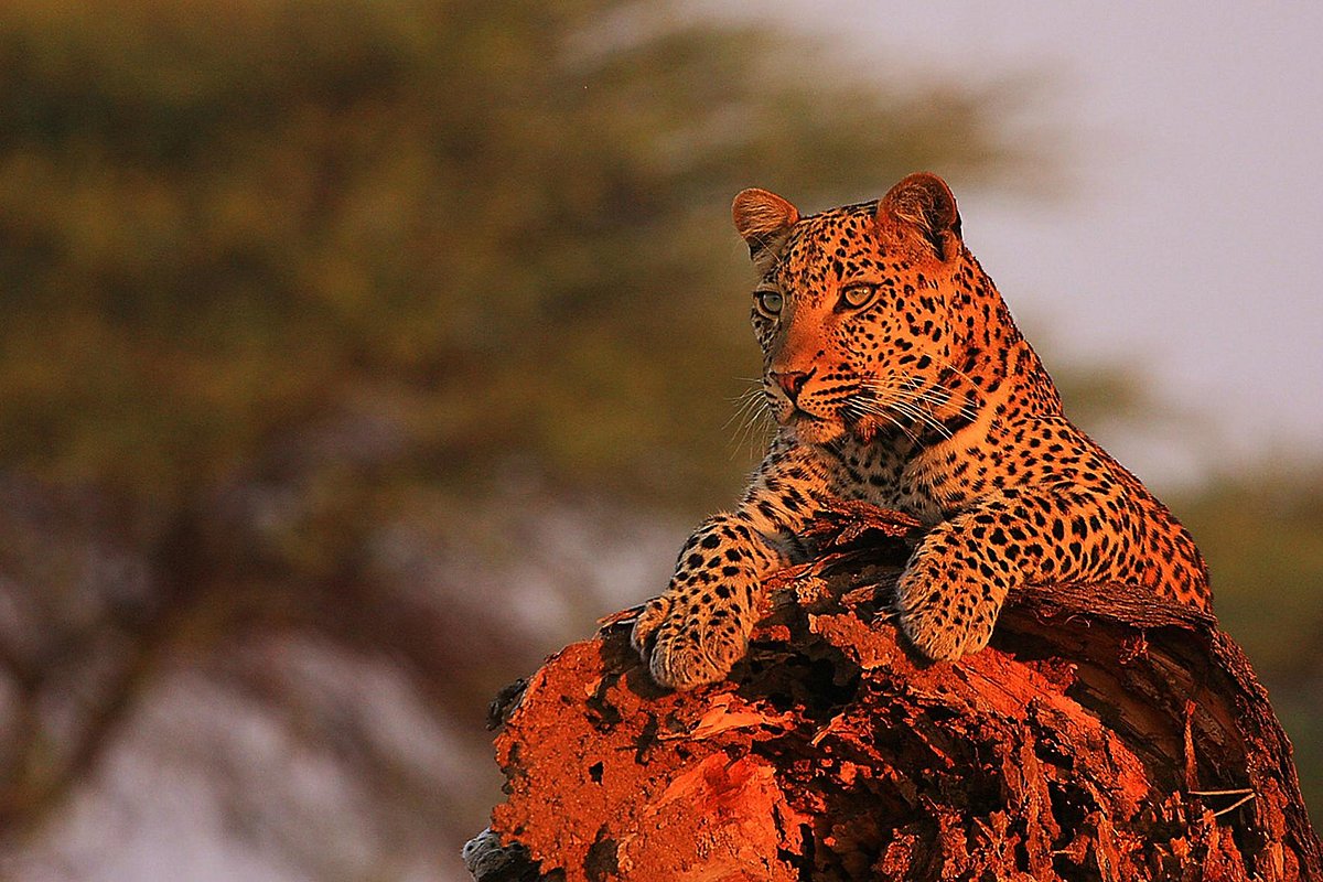 Ruaha National Park — Predator Country