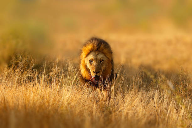 Serengeti National Park — The Savanna Plains