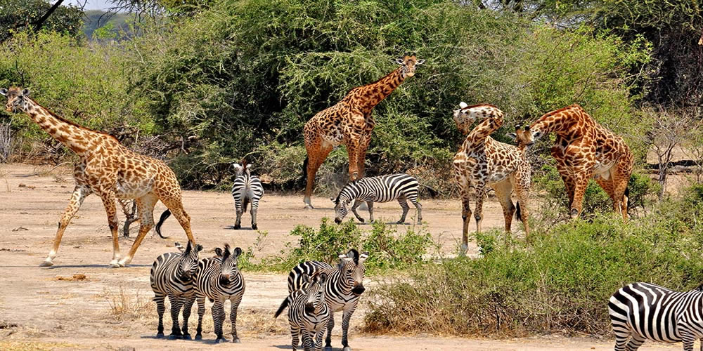 Katavi National Park — Remote Hippo Pools & Buffalo Spectacles