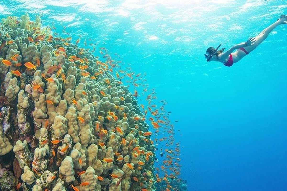 Mnemba Atoll Marine Safari – Zanzibar’s Underwater Gem