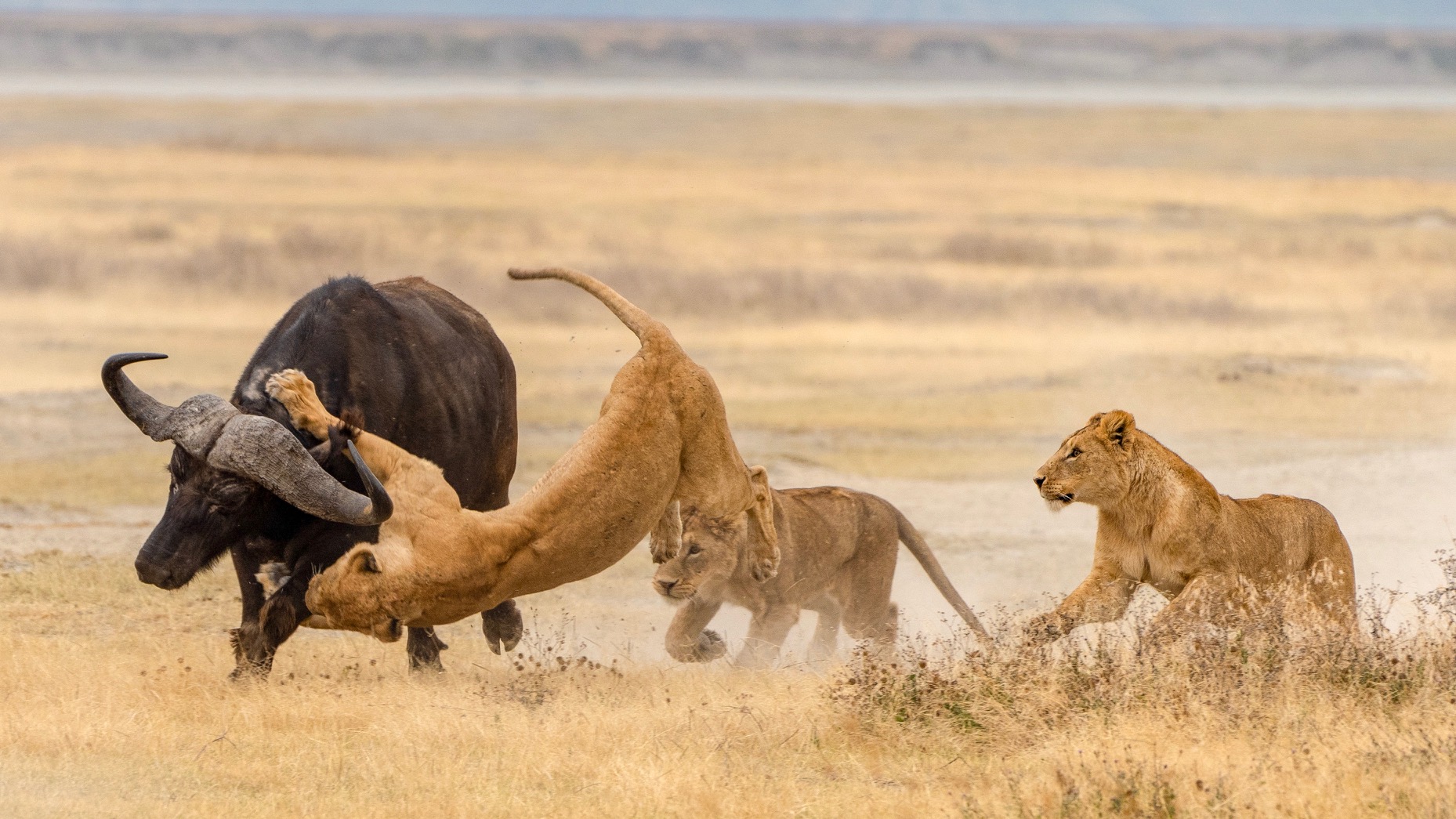 Ngorongoro Crater — The Natural Amphitheatre