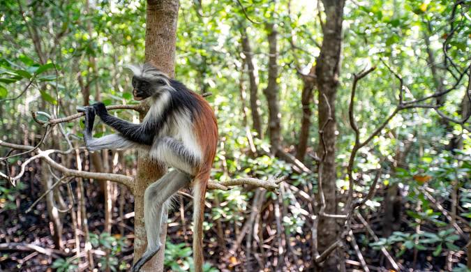 Kizimkazi, Jozani Chwaka Bay National Park, Rock Restaurant