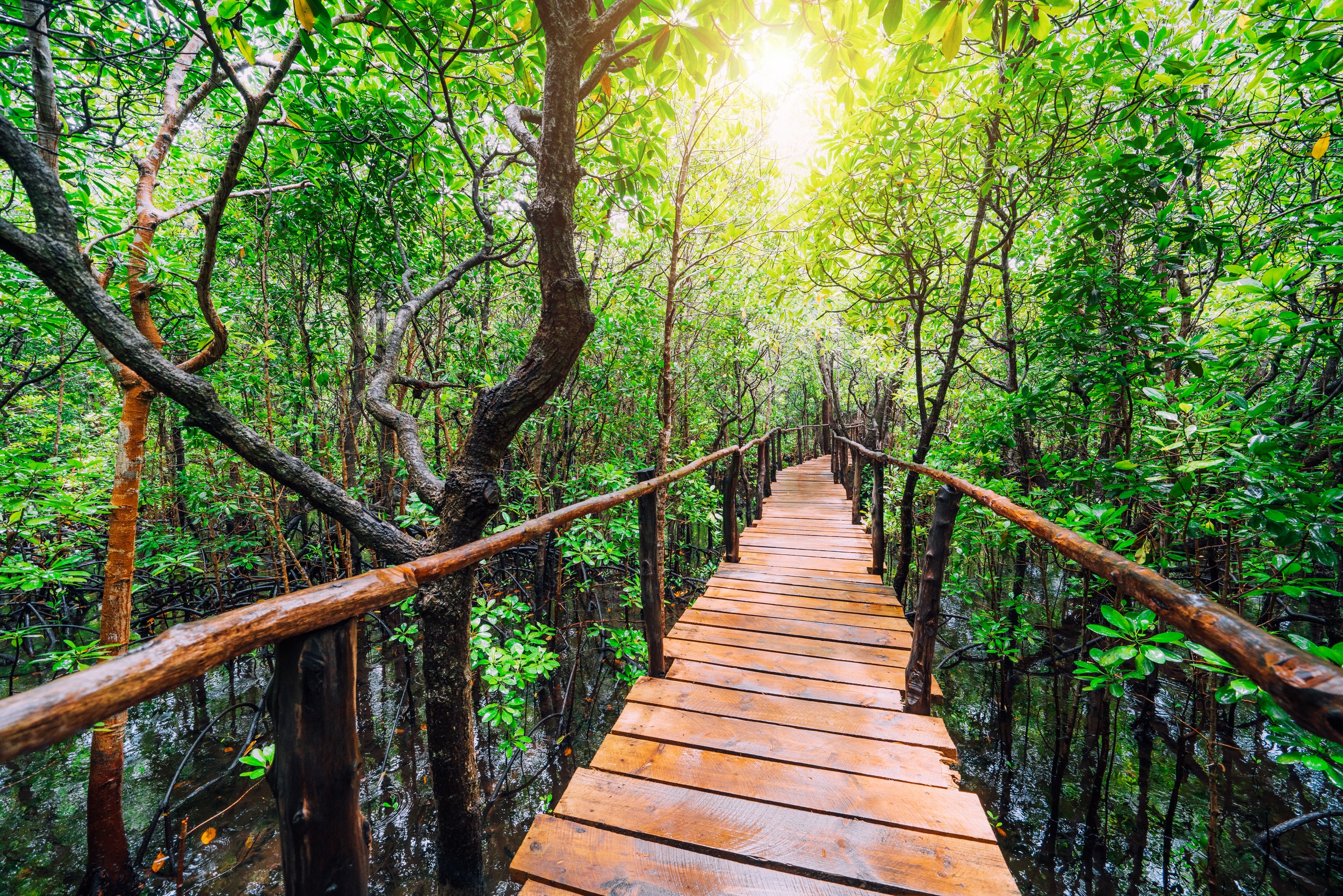 Jozani Forest Safari – Home of the Red Colobus Monkeys