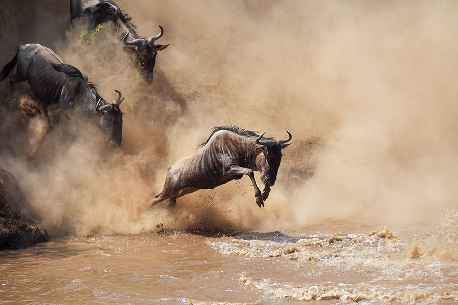 5 Days Tanzania Wild Life Safari Itinerary